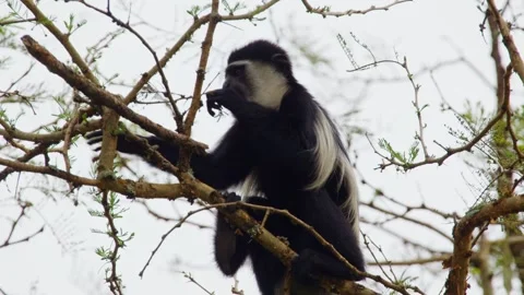 Black-and-white Colobus Monkey Eating The Leaves Of The Tree At Murchison Falls Stock Footage 328265792