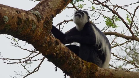Black-and-white Colobus Monkey Eating The Bark And Leaves Of The Tree In Stock Footage 328265804