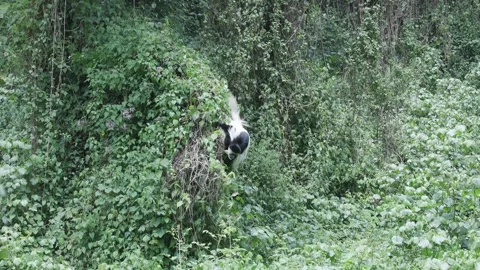 Black-and-white Colobus monkey in Kilimanjaro National Park, Tanzania 库存影片 330411917