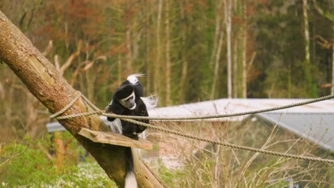 Black and White Colobus Monkey scratching fur in slow motion Stock Footage 331380038