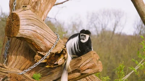 Black and White Colobus Monkey in tree resting then shaking fur in slow motion Stock Footage 331384574