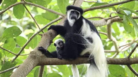 Black and white colobus monkey with a baby on a tree branch, observing Stock Footage 340952319