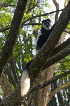 Black and White Colobus monkey in the wild 写真素材