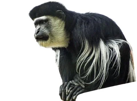 Black and white Colobus monkey isolated on white Фото