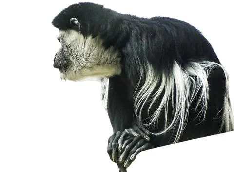 Black and white Colobus monkey isolated on white Fotos de archivo