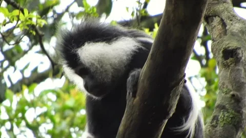 Black and white colobus monkeys - Primate Conservation and Forest Biodiversity Stock Footage 339701189
