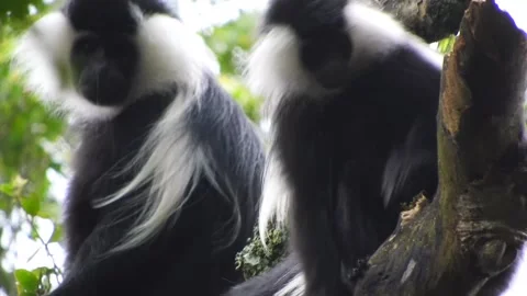 Black and white colobus monkeys - Primate Conservation and Biodiversity Africa Stock Footage 339701376