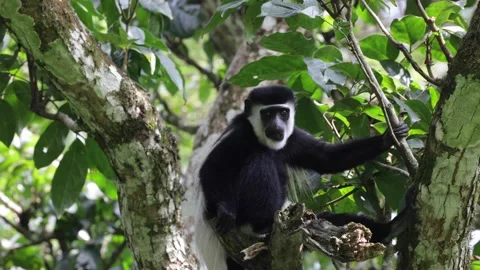 Black-and-white Colobus sit in rainforest tree chewing close up Stock Footage 201124337