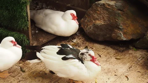 Black and white colored ducks in the zoo. Stock Footage 142558406