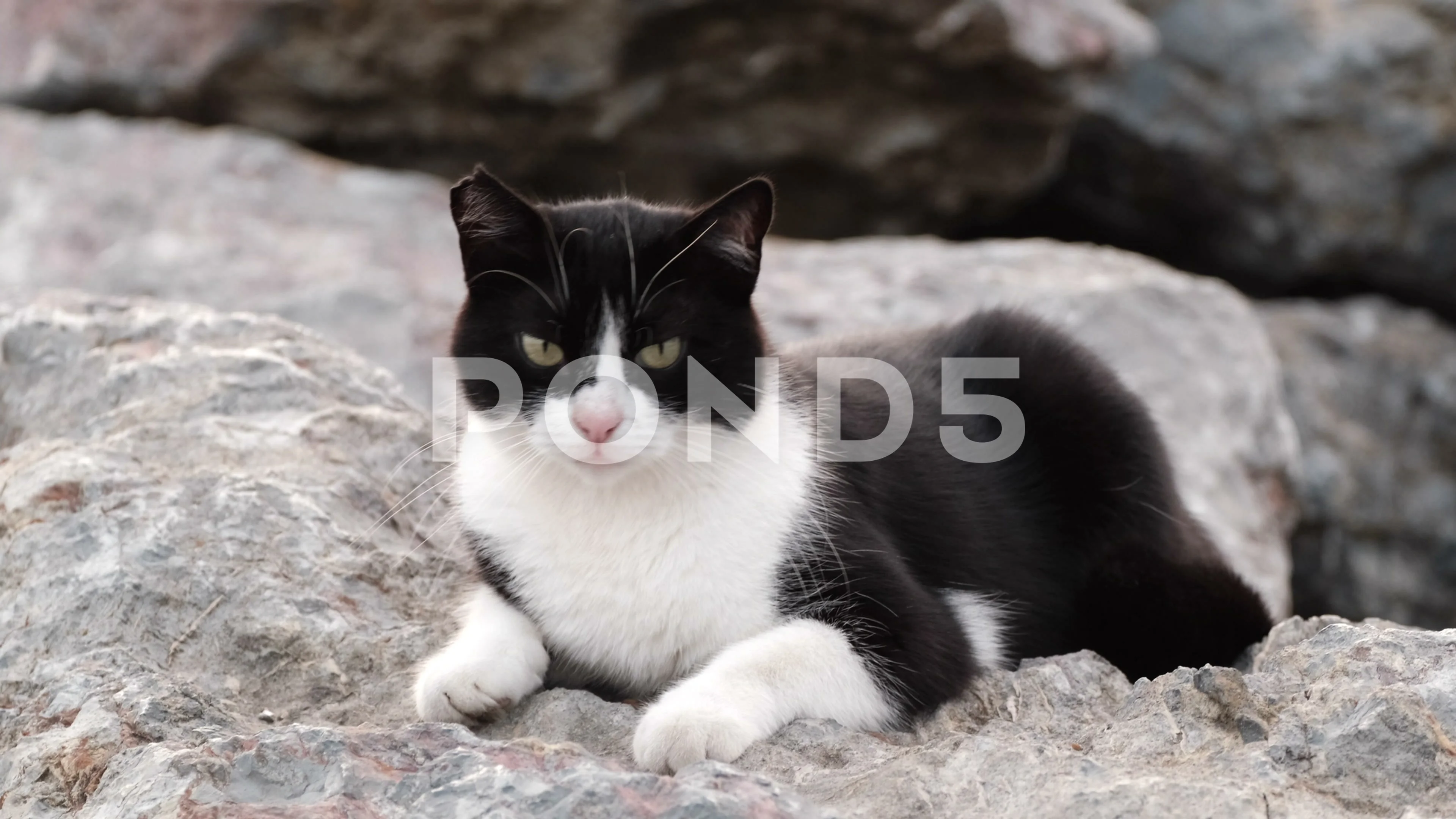 Cat White Background Down Stock Video Footage Royalty Free Cat White Background Down Videos Pond5