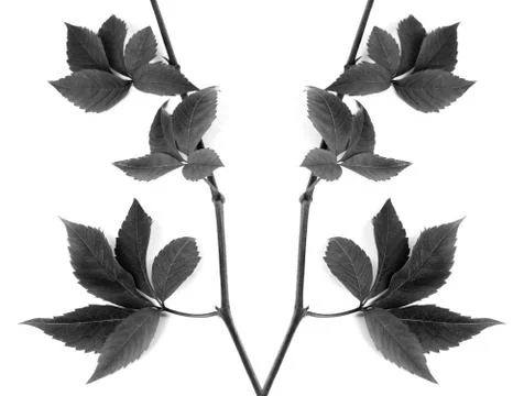 Black and white composition of twigs grapes leave Foto stock