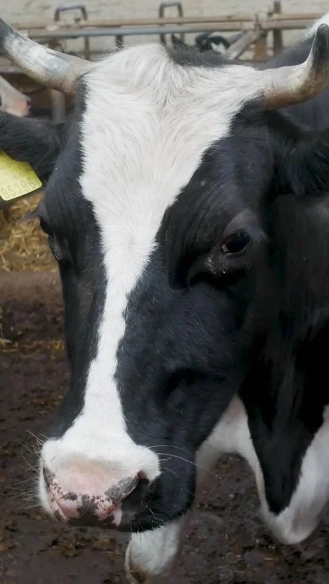 Black And White Cow Close-Up Head Portrait In Vertical Format Stock Footage 340234572
