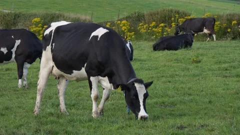 A black and white cow eats grass in a farmer's field. Cow in the pasture. Stock Footage 221617794