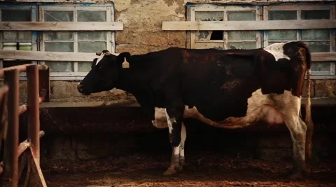 Black and White Cow Stock Footage 41818811