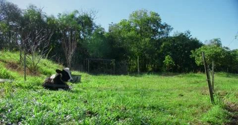 Black and white cow Stock Footage 246765977