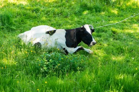 Black and white cow grazing on meadow in mountains. Cattle on a mountain pa.. Stock Photos