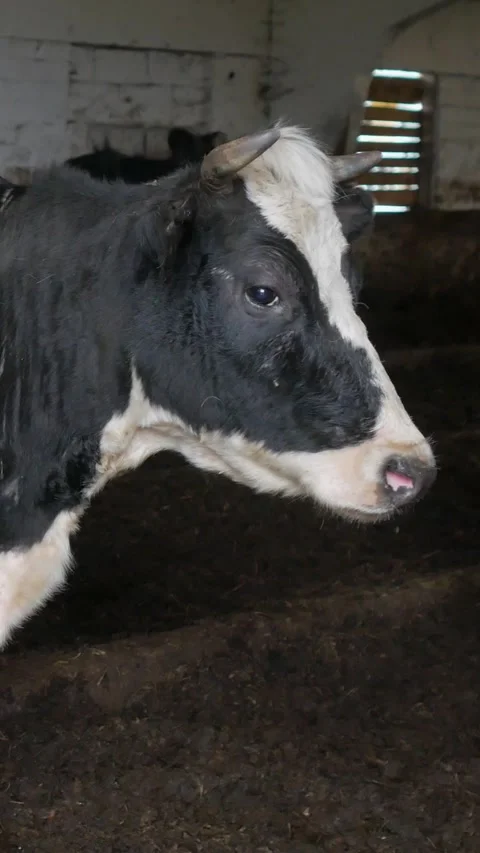 Black And White Cow Head Portrait In Vertical Format Stock Footage 340234555