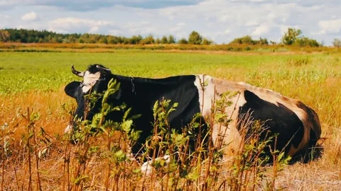 Black and white cow lies on ground and chews grass Stock Footage