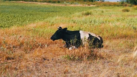 Black and white cow lies on ground and chews grass Stock Footage