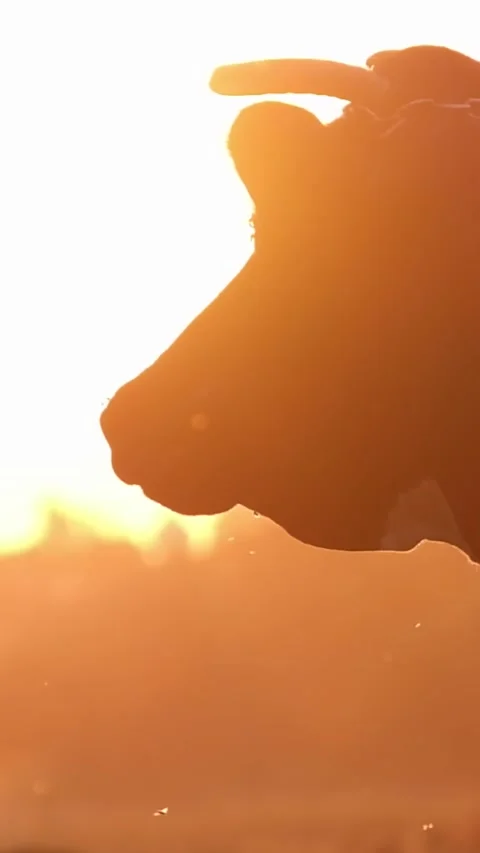 A black and white cow stands in a meadow on a beautiful background of sunlight Stock-Footage 250383553