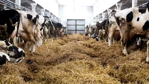 Black and white cows in the barn eating silage feed Cow feeding in cowshed. Stock Footage 265876224