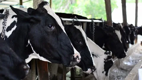 Black and white cows in the barn eating silage feed Cow feeding in cowshed. Vídeos de archivo 334656023