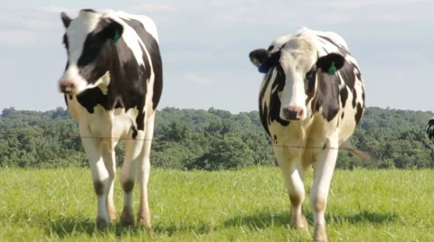 Black and white cows coming home Stock Footage 8147310