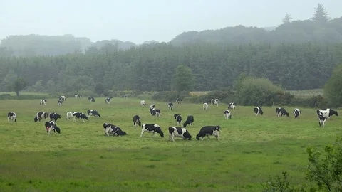 Black and White Cows Digging Holes and Rubbing Themselves in Mud, County Wicklow Stock Footage 218606614