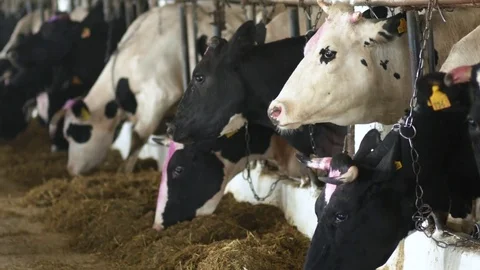 Black and white cows eating hay in the stable Stock Footage 79136525
