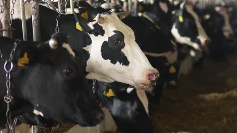 Black and white cows eating hay in the stable Stock Footage 79728259