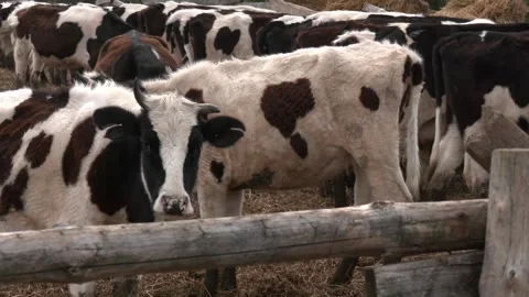 Black and white cows eating hay in the farm stable Video stock 328456123