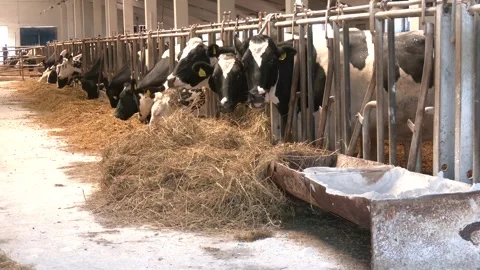 Black and white cows eating hay in the farm stable Video stock 328456418