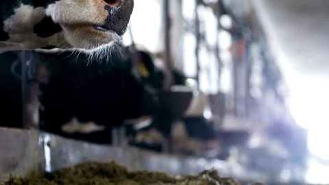 Black and white cows eating fresh green grass in stable on sunny day livestock Stock-Footage 334655310