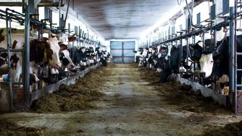 Black and white cows eating fresh green grass in stable on sunny day livestock Vídeos de archivo 334655313