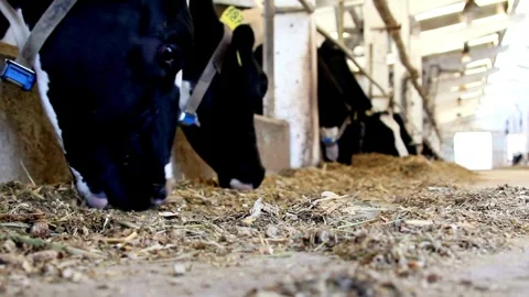 Black and white cows eating fresh green grass in stable on sunny day livestock Stock-Footage 334655640