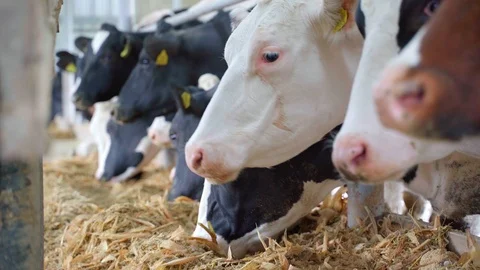 Black and White Cows Feeding Process on Farm, a group of cows eating hay inside Stock Footage 106951285