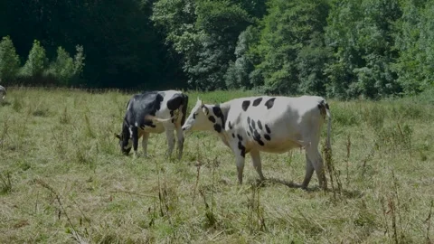 Black and white cows grazing in a sunny pasture 動画素材 337036138
