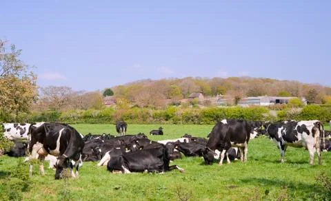 Black and white cows grazing in field on sunny day Stock Photos