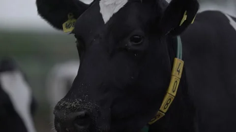 Black and white cow's head with a fly on it with digital collar on the neck Stock Footage 163349602