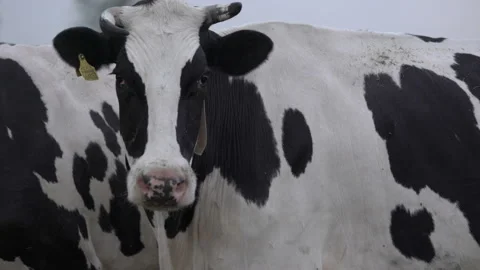 Black and white cow's head with a fly on it with digital collar on the neck Stock Footage 163349732