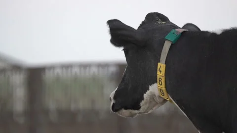 Black and white cow's head with a fly on it with digital collar on the neck Stock Footage 163350253