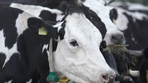 Black and white cow's head with a fly on it with digital collar on the neck Stock Footage 163350432