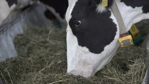 Black and white cow's head with a fly on it with digital collar on the neck Stock Footage 163350436