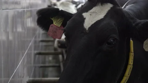 Black and white cow's head with a fly on it with digital collar on the neck Stock Footage 163350642