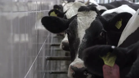 Black and white cow's head with a fly on it with digital collar on the neck Stock Footage 163350892