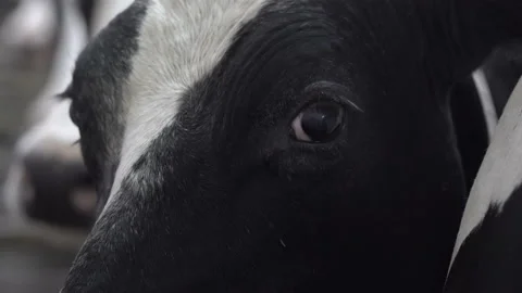 Black and white cow's head with a fly on it with digital collar on the neck Stock Footage 163351202