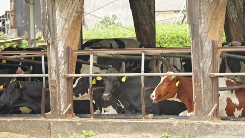 Black and white cows huddle in a covered enclosure with metal gates, feedin.. Video stock 276824122