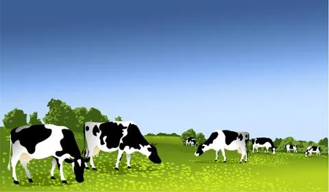 Black and white cows Stock Illustration