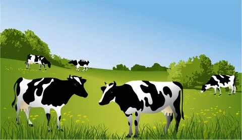 Black and white cows Stock Illustration