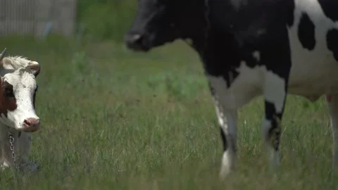 Black and white cows in the meadow near farm in spring sunny summer day Stock Footage 130770755